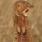 Fotografije koje skidaju masku: Hrvatska ljepota pod tonama našeg smeća (foto: Miljac)