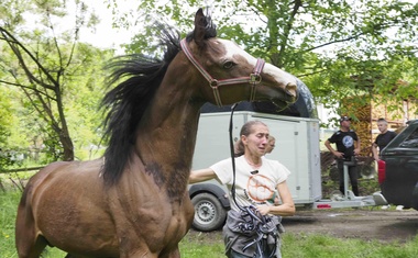 Dubravkina borba za Dudo Di Nonu: dramatična primopredaja otetih konja, Tomaševićev veterinar "pukao" i prozvao Grad da ga je ostavio na cjedilu - razotkriven novi krak afere Hipodrom