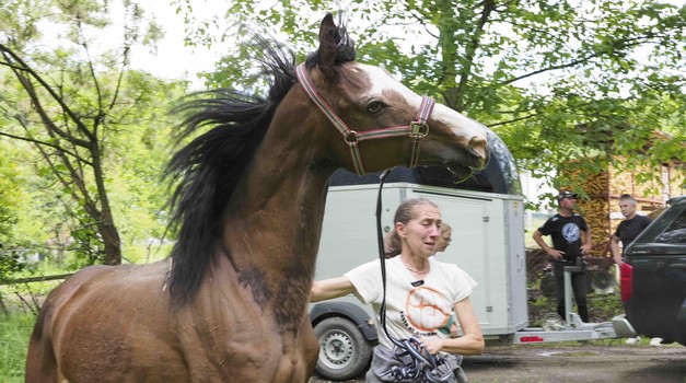 Dubravkina borba za Dudo Di Nonu: dramatična primopredaja otetih konja, Tomaševićev veterinar "pukao" i prozvao Grad da ga je ostavio na cjedilu - razotkriven novi krak afere Hipodrom