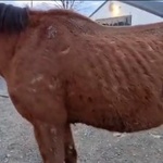 Tomaševićeva direktorica demantira Gradonačelnika! Potvrdila da dugova za konje nema, on 30 mjeseci tvrdi suprotno u zakašnjelom odgovoru (foto: ponjević)